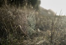 Bissula weaves a web