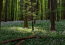 Bissula the forrest that would not die