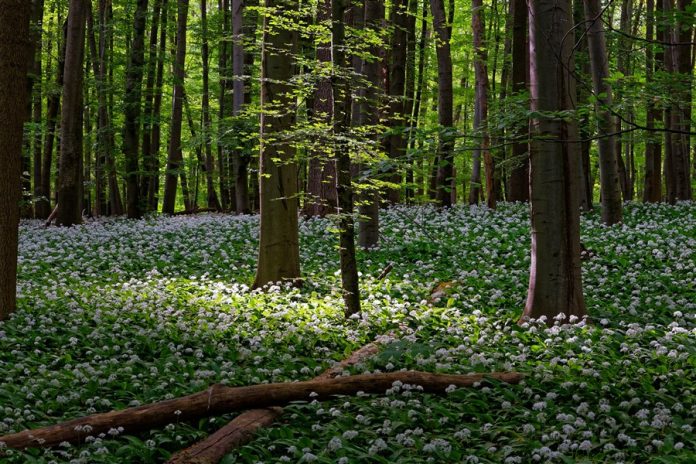 Bissula Romantic Forrest (900 x 600) Bissula the forrest that would not die