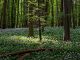 Bissula the forrest that would not die